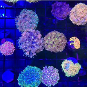 珊瑚の育成のイメージ